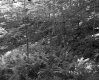 Forest on the Lyman Property