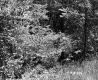 Dense Forest on the Lyman Property
