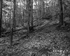 Forest on the Lyman Property