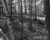 Forest on the Lyman Property