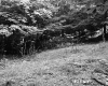 Forest on the McDonald Property