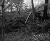 Forest on the McDonald Property