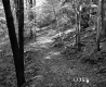 Forest on the McDonald Property
