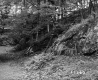 Forest on the McDonald Property