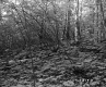 Forest on the McDonald Property