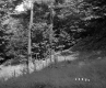 Forest on the McDonald Property