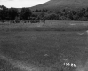 Field on the Grabowski Property