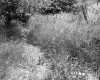 Tall Grasses on the Gramowski Property