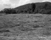 Hay Field on the Angier Property