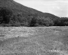Hay Field on the Angier Property