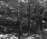 Forest on the Angier Property