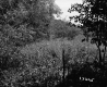 Thick Vegetation in Angier Property