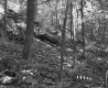 Forest on the Angier Property