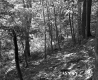 Forest on the Angier Property