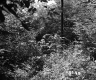 Thick Vegetation in Angier Property