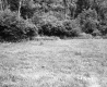 Field on the Herbert Property