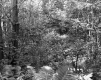 Forest on the Herbert Property