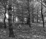 Forest on the Herbert Property