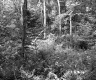 Forest on the Herbert Property