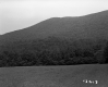 Forested Hill on the Herbert Property