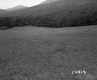 Forested Hill on the Herbert Property
