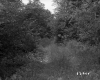Dense Forest on the Herbert Property