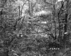 Dense Forest on the Herbert Property