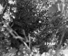 Vegetation on the Bagley Property