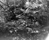 Vegetation on the Bagley Property