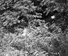 Spring on Moran Property