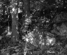 Forested Section of the Moran Property