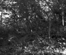 Forested on Moran Property