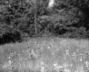 Field on Moran Property