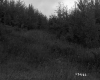 Field in Randolph