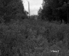 Shrubbery in Randolph