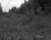 Shrubbery in Randolph