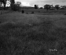 Field in Randolph