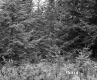 Conifer Trees on the White Property