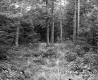 Conifer Trees on the White Property