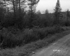 Dirt Road and Conifer Trees on the White Property