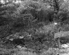 Forested Section of the White Property