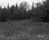 Forested Section of the White Property