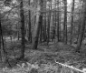 Forested Section of the White Property