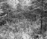 Forested Section of the White Property