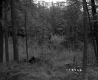 Forested Section of the White Property