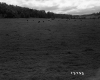 Cows and Pasture on the Longley Property