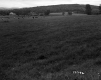 Cows and Pasture on the Longley Property