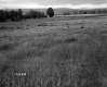 Field on the MacAdams Property