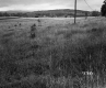 Field on the MacAdams Property