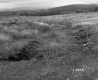Field on the Voghell Property